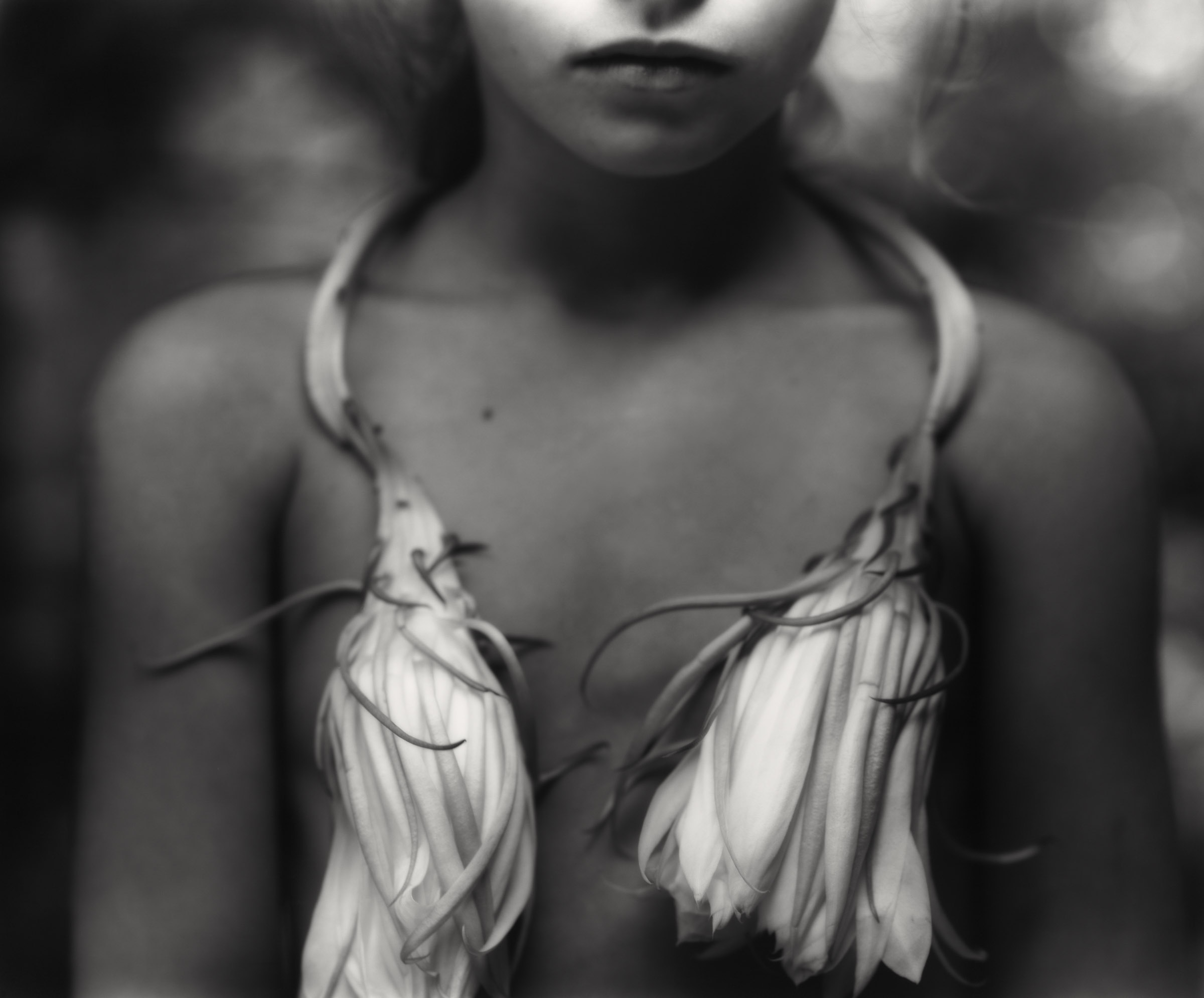 Night_Blooming_Cereus